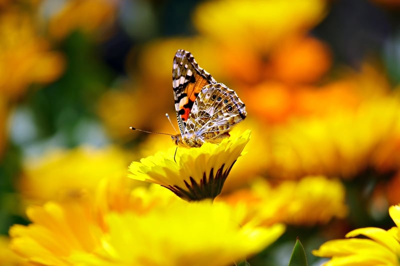 Butterfly Garden